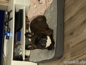 Schweren Herzens suchen wir ein liebevolles Zuhause für unsere zwei Hunde 