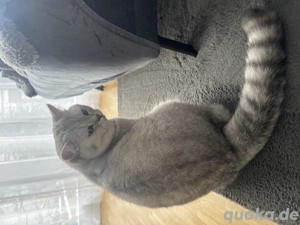 Britisch-Kurzhaar Deckkater   Silver Shaded
