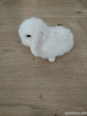 Hasenbabys abzugeben
