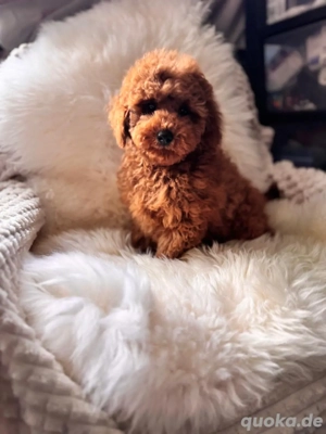 Reinrassige Toypudel 