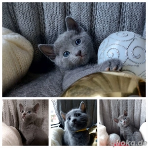 Reinrassige Russisch Blau Kitten mit Stammbaum 