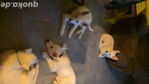 Weisse Schäferhunde Welpe
