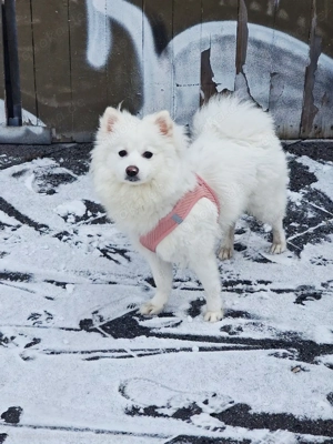 German-Spitz Liyya 