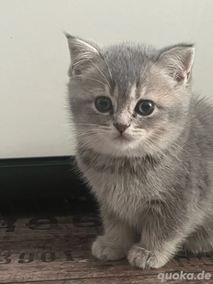 Britisch Kurzhaar Kitten