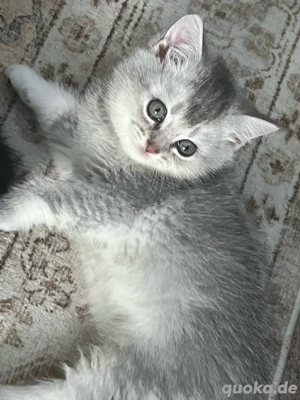 Britisch Kurzhaar Kitten