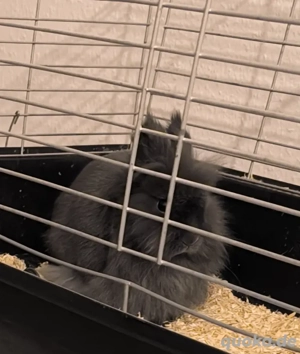 reinrassige löwenkopf Teddy Zwergkaninchen   