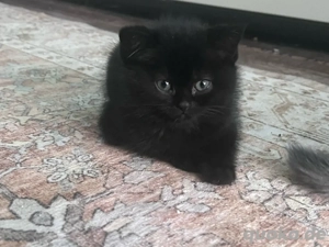 Britisch Kurzhaar Kitten