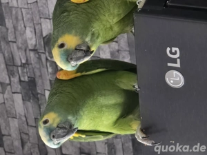 Blaustern Amazona Paar abzugeben in Liebevolle Hände 