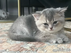 Britisch Kurzhaar Kitten