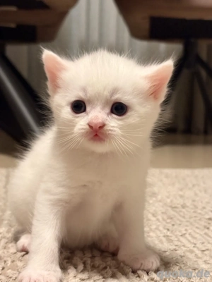 BKH Angora Mischung  Katze