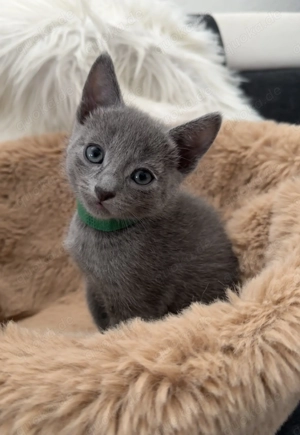 Russisch Blau Kitten  "von Prinzbach " mit exzellentem Stammbaum