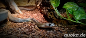 Naja naja (Brillenschlange)