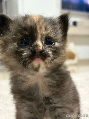 BKH Angora Mischung Beige Braun Katze