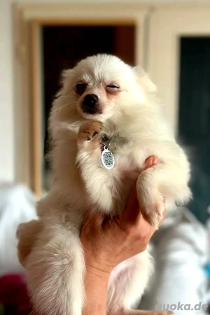 Pomeranian Spitz Mädchen 