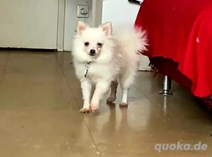 Pomeranian Spitz Mädchen 