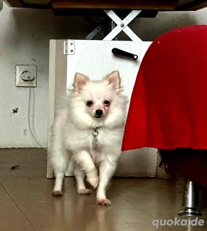 Pomeranian Spitz Mädchen  