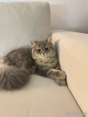 BKL 13Monate alt Kitten 