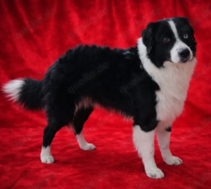 Deckrüde (Kein Verkauf) Bild 3