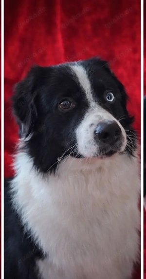 Deckrüde (Kein Verkauf) Bild 5