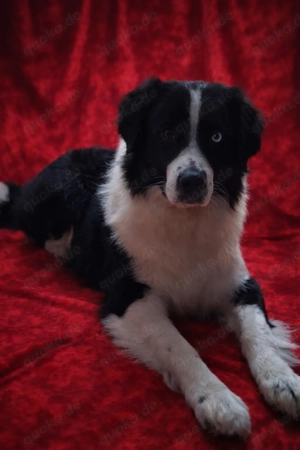 Deckrüde (Kein Verkauf) Bild 4