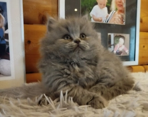 BLH Kitten,nur 1 frei   Junge 
