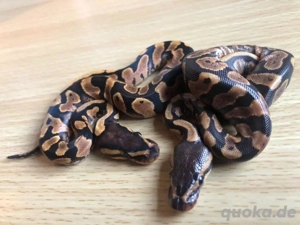 Ich möchte die beiden körperlichen verkaufen 