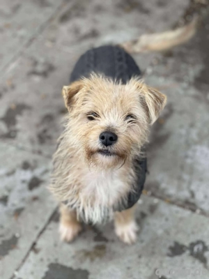 PIP - liebevolle Hundedame (wartet in Rumänien)