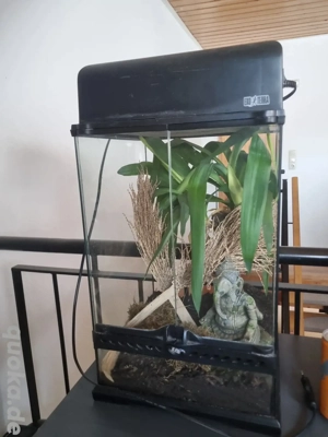 exo terrarium 30 30 45 inklusive Beleuchtung 