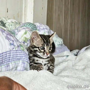12 Wochen altes weibliches Bengalkätzchen sucht neues Zuhause