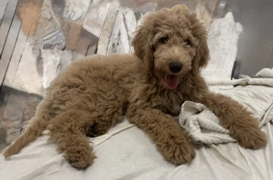 Welpen Königspudel Großpudel Pudel