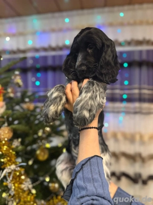 Sehr süße Englisch Cocker Spaniel Welpen suchen neues Haus