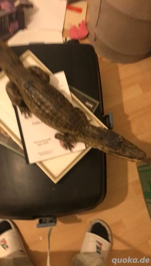 Alligator Präparat 84cm