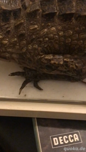 Alligator Präparat 84cm Bild 8