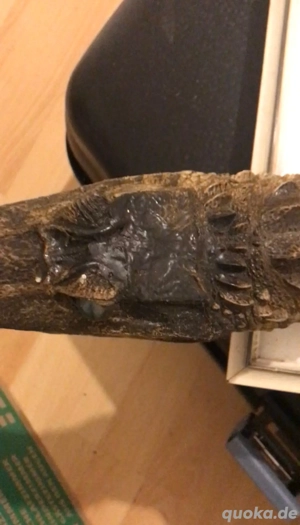 Alligator Präparat 84cm Bild 3