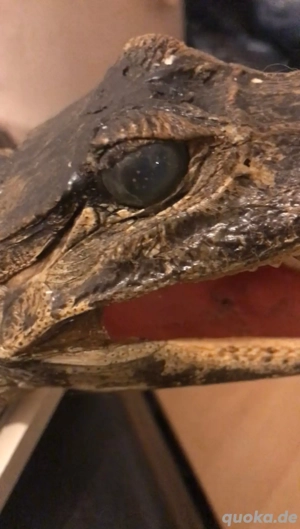 Alligator Präparat 84cm Bild 7