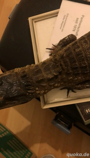 Alligator Präparat 84cm Bild 4