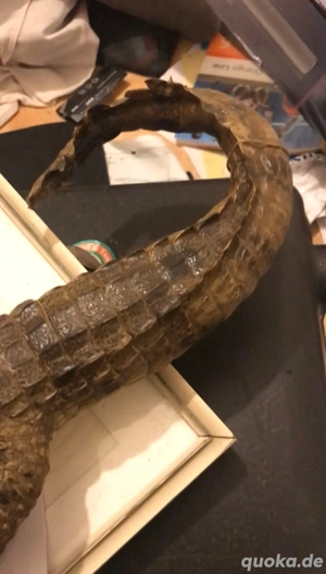 Alligator Präparat 84cm Bild 5