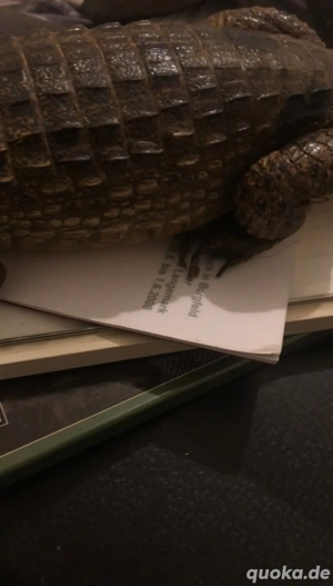 Alligator Präparat 84cm Bild 9