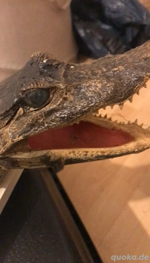 Alligator Präparat 84cm Bild 6