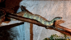 Hobbyaufgabe alles muss raus :-)