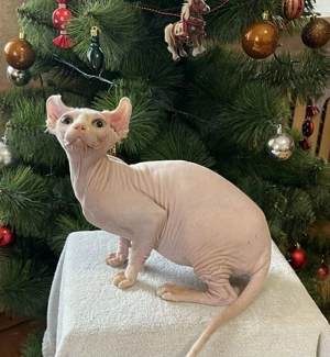 Sphynx-Elf Katze 
