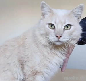 WALTER- anhänglich, sozial, selbstständig