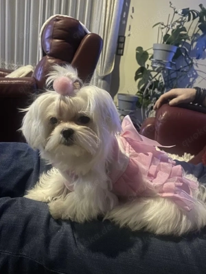 Liebevolle Malteser Hündin sucht ein liebevolles neues Zuhause