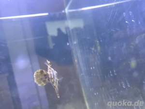 Tangfeilenfisch (klein) auch Tausch möglich