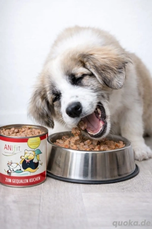 Selbständige r Enährungsberater in für Hunde & Katzen