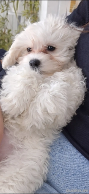 Malteser-Welpe (Rüde) sucht liebevolles Zuhause