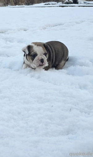 Ab 10.1.26 besuch und reservierbar New English Bulldog 