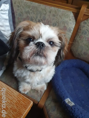 schi tzu deckrüde  Bild 5