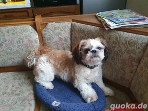 schi tzu deckrüde  Bild 2