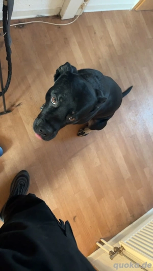 Rottweiler cane Corso Mix abzugeben sehr verspielt und wird in Februar 2 Jahre 